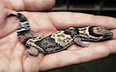 Baby African Fat Tailed Gecko Lizard