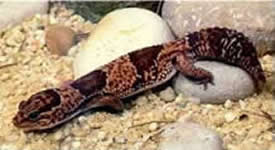 African Fat Tailed Gecko Lizard
